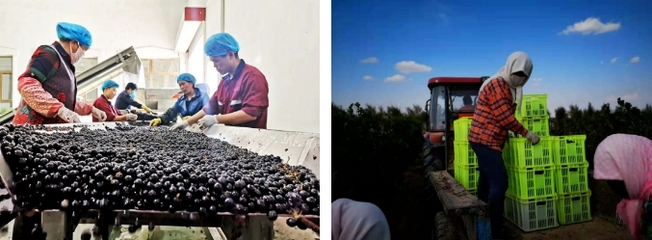 國產(chǎn)葡萄酒質(zhì)量已走向世界被圍觀,價格高居不下如何破局?