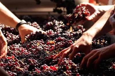 葡萄酒,高端與低端的區別究竟在哪里?